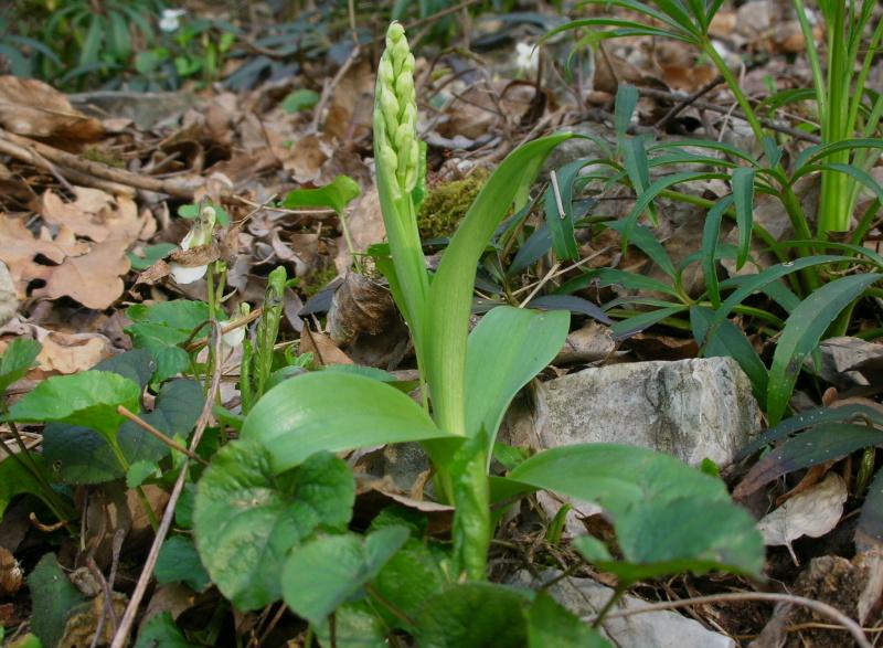 Orchis pallens